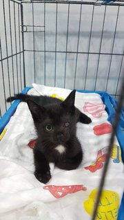 Kayden Kitten - Domestic Short Hair Cat