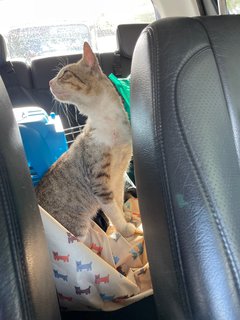 On the way to the vet 