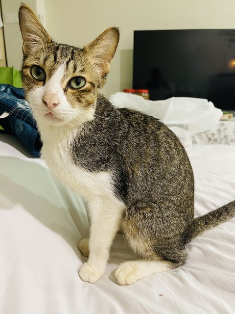 Ashey - Domestic Short Hair Cat