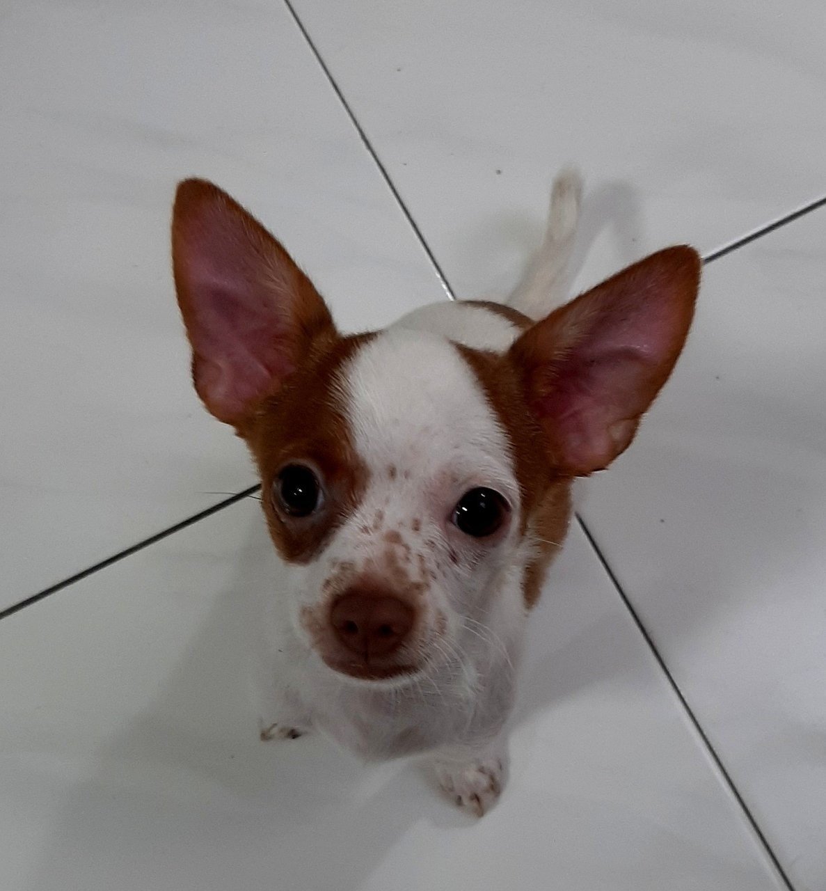 Smarty - Chihuahua Dog