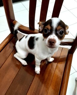 Smarty - Chihuahua Dog