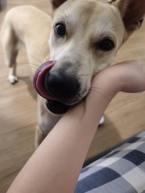 Oscar  - Mixed Breed Dog