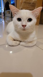 Wiley - Domestic Short Hair Cat