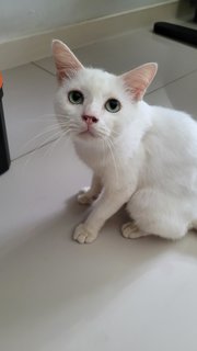 Wiley - Domestic Short Hair Cat