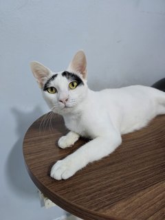 Groucho (Fka Posh) - Domestic Short Hair Cat