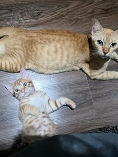 Mumy with one of her kits