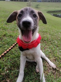 Rescue Dog For Adoption  - Mixed Breed Dog