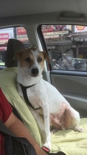 Reggie(Urgent, Leaving M'sia In July) - Mixed Breed Dog