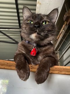 Truffle  - Tortoiseshell + Domestic Medium Hair Cat