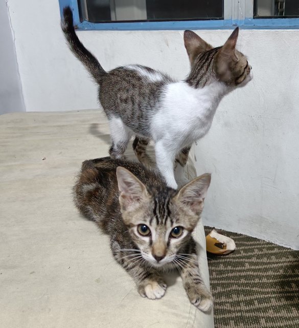 Mimi - Domestic Short Hair + Tabby Cat