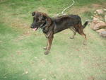 Jimmy - German Shepherd Dog Dog