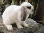 Hl2 - Holland Lop Rabbit
