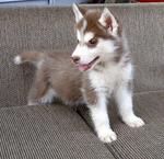 Male And Female Siberian Husky Pups - Siberian Husky Dog