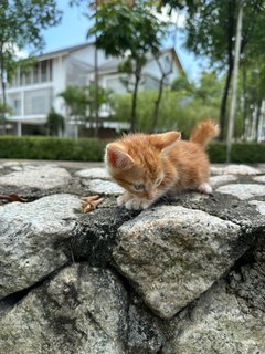 Stumpy  - Domestic Short Hair Cat