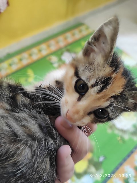 Memew - Domestic Short Hair Cat