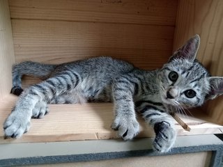 Yuri - Domestic Short Hair Cat