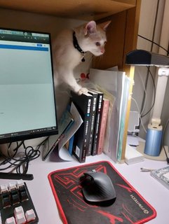 Ray Skywalker  - Domestic Short Hair Cat