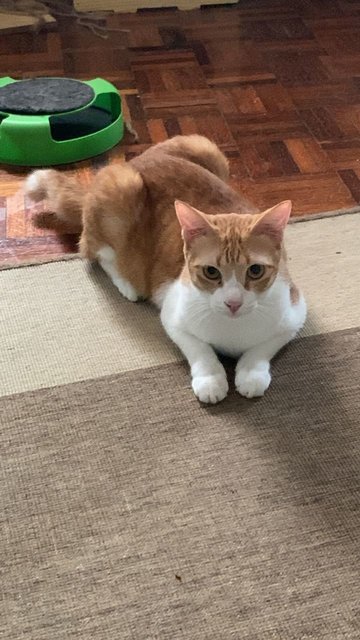 Goji - Domestic Medium Hair Cat