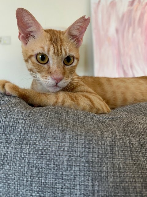 Theo 🐈 - Domestic Short Hair Cat