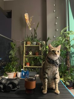 Kaf - Domestic Short Hair Cat