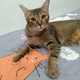 Milady - Bengal + Domestic Short Hair Cat