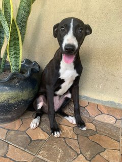 Jewel - Mixed Breed Dog