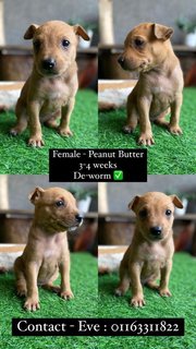 Rescue Dogs For Adoption  - Mixed Breed Dog