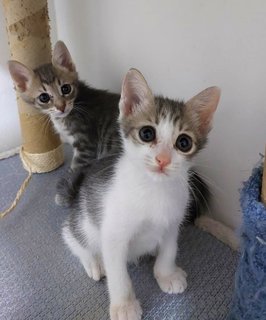 Leo - Domestic Medium Hair + Domestic Short Hair Cat