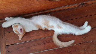 Goldie - Maine Coon + Domestic Medium Hair Cat