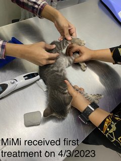 Mimi  - Domestic Short Hair Cat