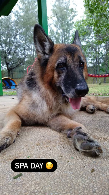 Jasper  - German Shepherd Dog Dog