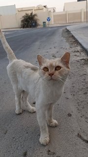 Matty - Persian Cat