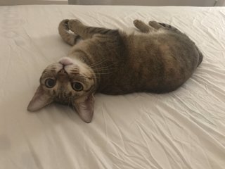 Bailey - Domestic Short Hair Cat