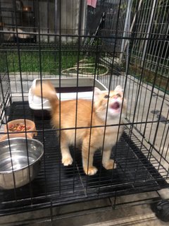 Neko - Domestic Medium Hair Cat