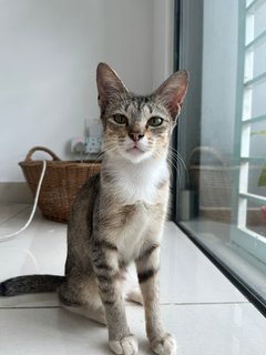 Tamarind - Domestic Short Hair Cat