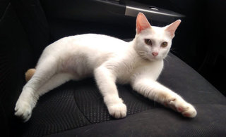 Elsa - Domestic Short Hair Cat