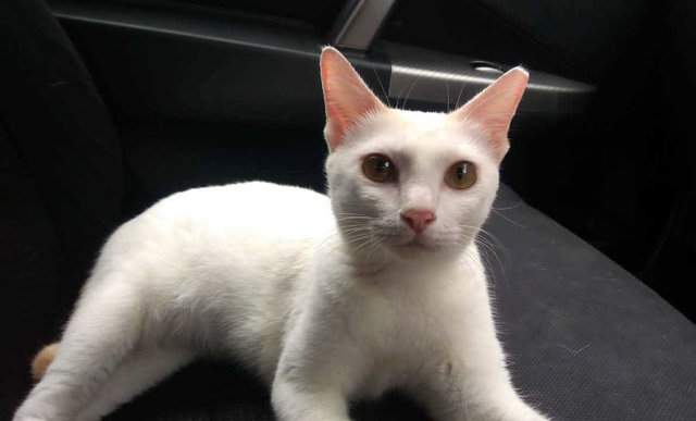 Elsa - Domestic Short Hair Cat