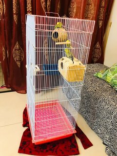 Budgie  - Budgie/Budgerigar Bird