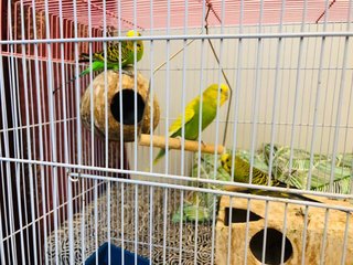 Budgie  - Budgie/Budgerigar Bird