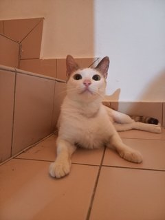 Pebbles - Domestic Short Hair Cat