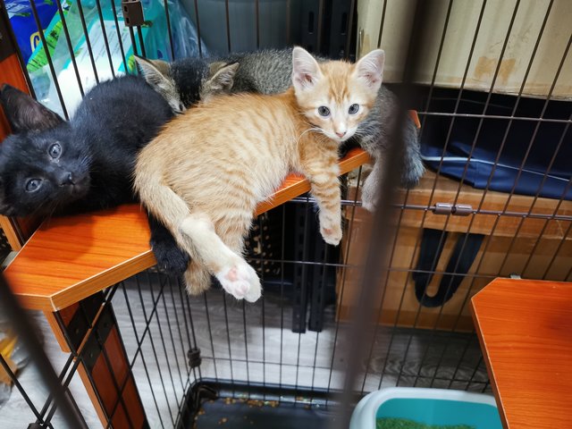 Anna Minnie Oreo Orange - Domestic Short Hair Cat