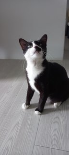 Muffin - Domestic Medium Hair Cat