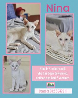 Nina Adopted - Domestic Short Hair Cat