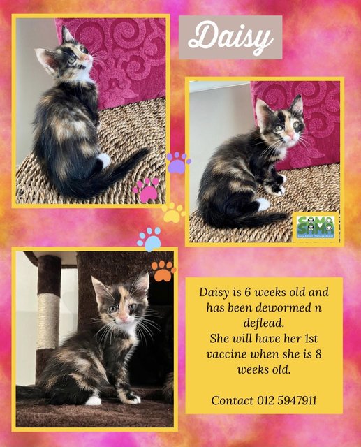 Daisy Adoptedd - Domestic Long Hair + Calico Cat
