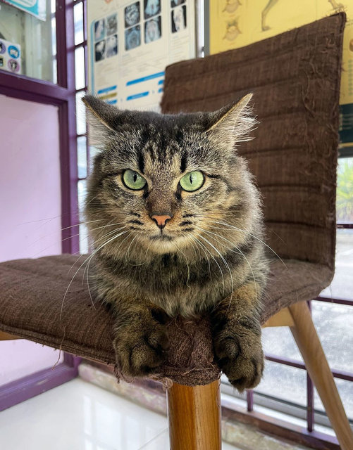 Elisa - Domestic Long Hair Cat