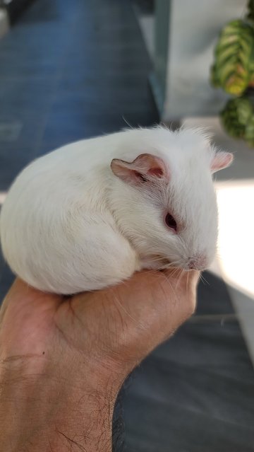 Guinea Pig  - Guinea Pig Small & Furry