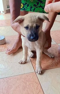 Siblings ❤️ - Mixed Breed Dog