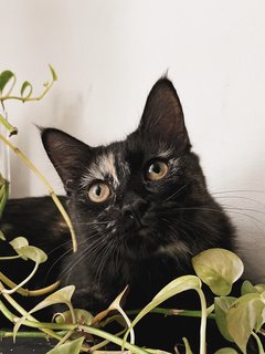 Kofi - Persian + Domestic Long Hair Cat