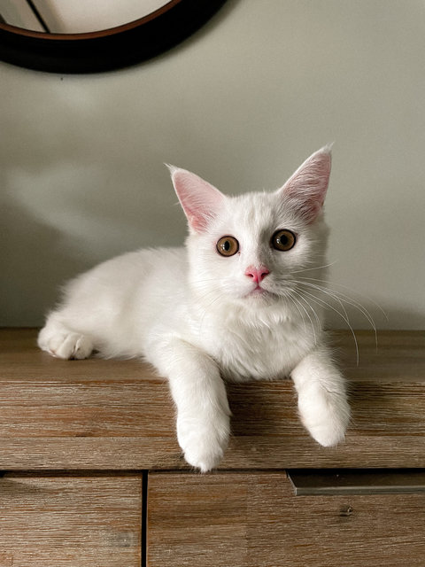Iris - Persian + Domestic Long Hair Cat