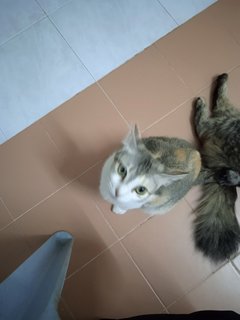 Budai - Calico + Domestic Short Hair Cat
